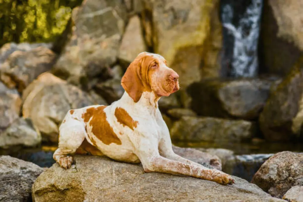 Bracco Italiano - un cane seduto su una roccia di fronte a una cascata