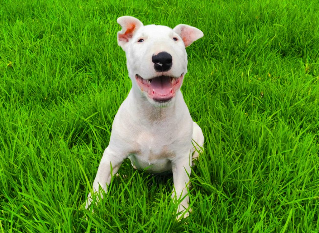 Bull Terrier - un cane bianco seduto sull'erba