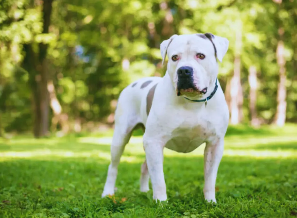 Bulldog Americano - un cane bianco in piedi nell'erba