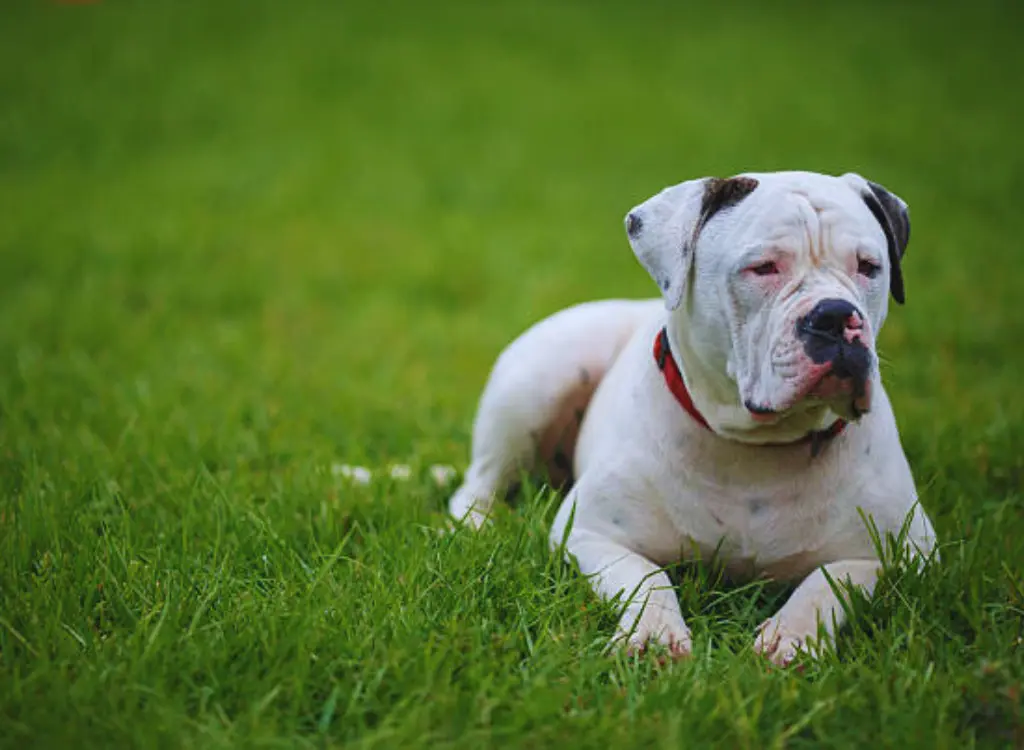 Bulldog Americano - un cane bianco e marrone sdraiato nell'erba