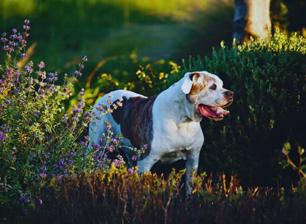 Bulldog Americano - un cane in piedi nell'erba con la lingua fuori