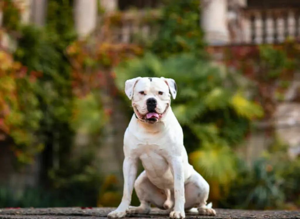 Bulldog Americano - un cane bianco seduto su un muro