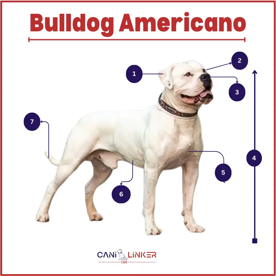 Bulldog Americano - spiegazione delle parti del corpo