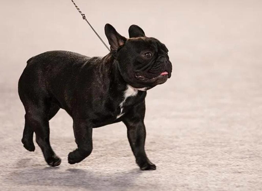 Bulldog Francese - un cane nero che cammina al guinzaglio