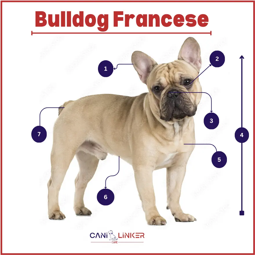 Bulldog Francese - spiegazione delle parti del corpo