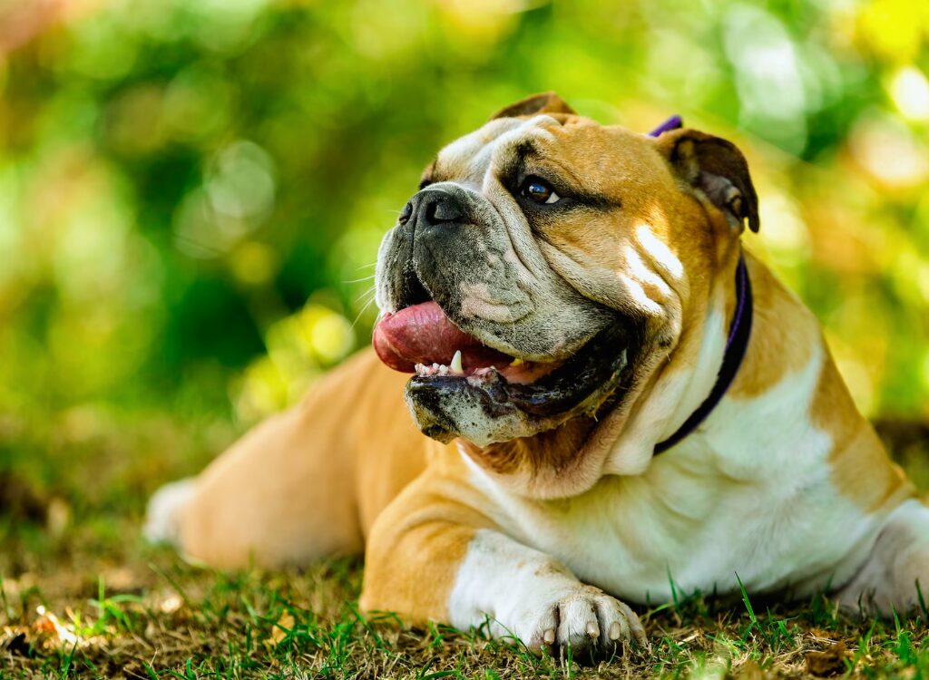 Bulldog Inglese - un cane sdraiato sull'erba con la lingua fuori