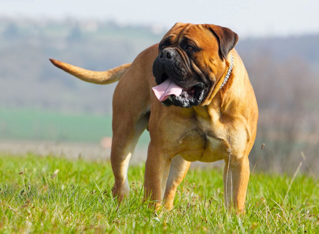 Bullmastiff dei cani dalla faccia piatta - un cane in piedi in un campo con la lingua fuori