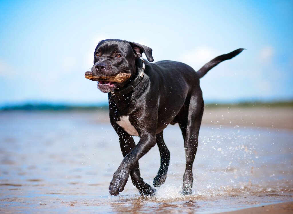 Cani dalla faccia piatta Cane Corso - un cane che corre nell'acqua su una spiaggia