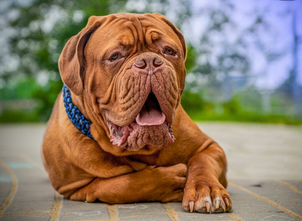 Cani dalla faccia piatta Dogue de Bordeaux - un cane steso a terra con la lingua fuori