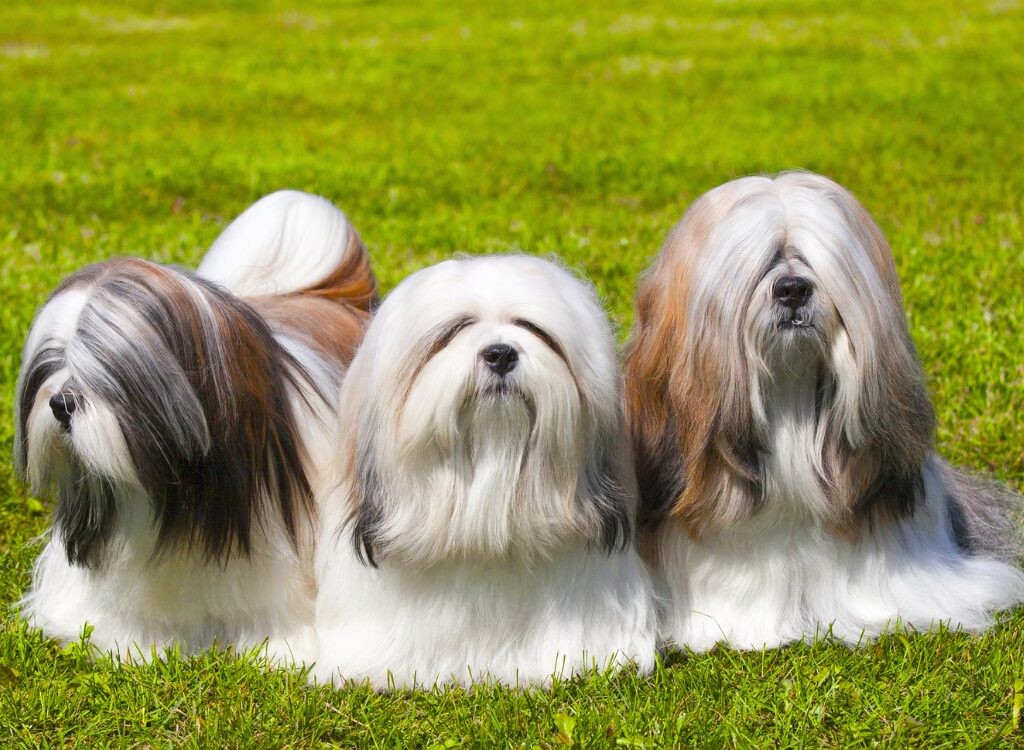 Cani dalla faccia piatta Lhasa Apso - tre piccoli cani seduti sull'erba