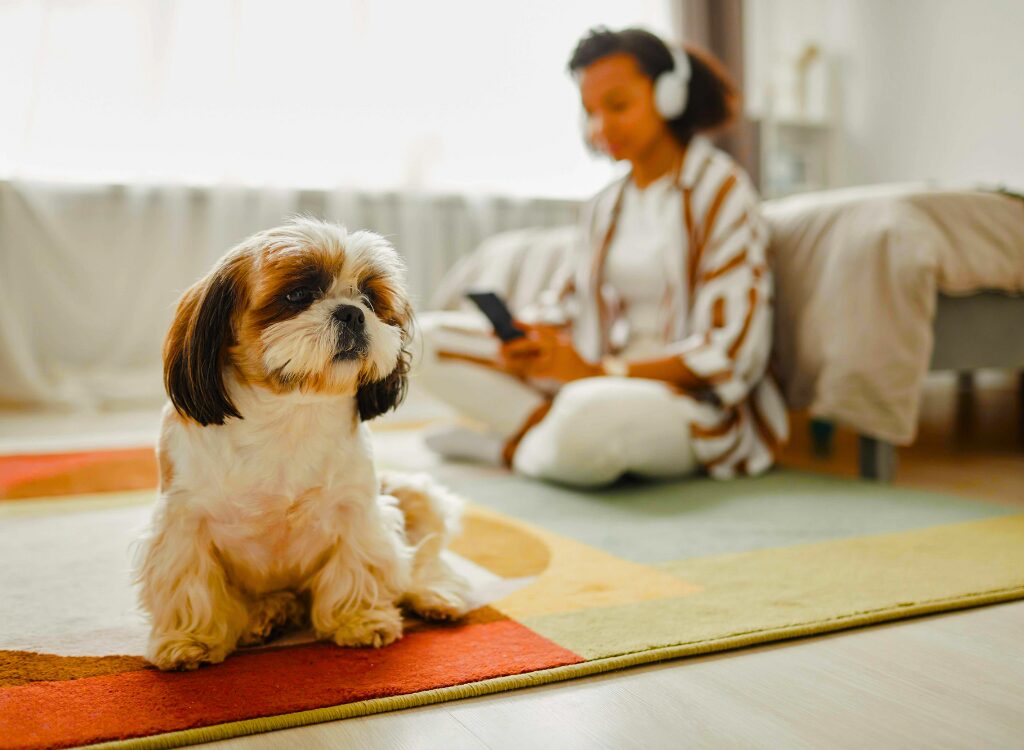 Cani dalla faccia piatta Shih Tzu - un cane seduto su un tappeto in soggiorno