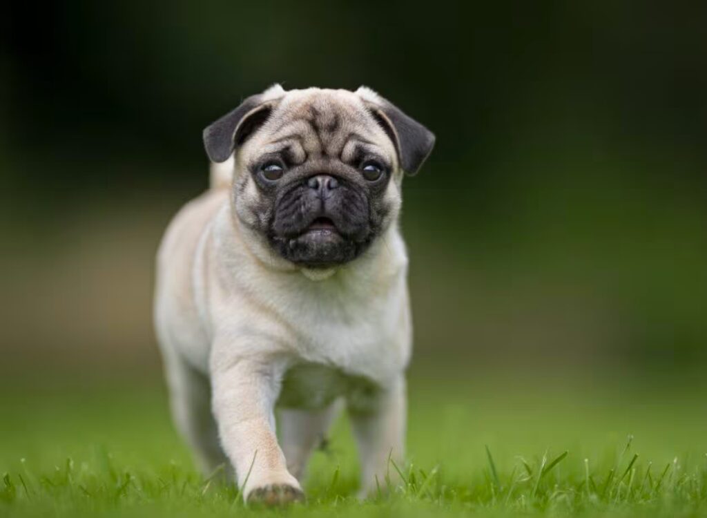 Carlino - un cagnolino che corre nell'erba