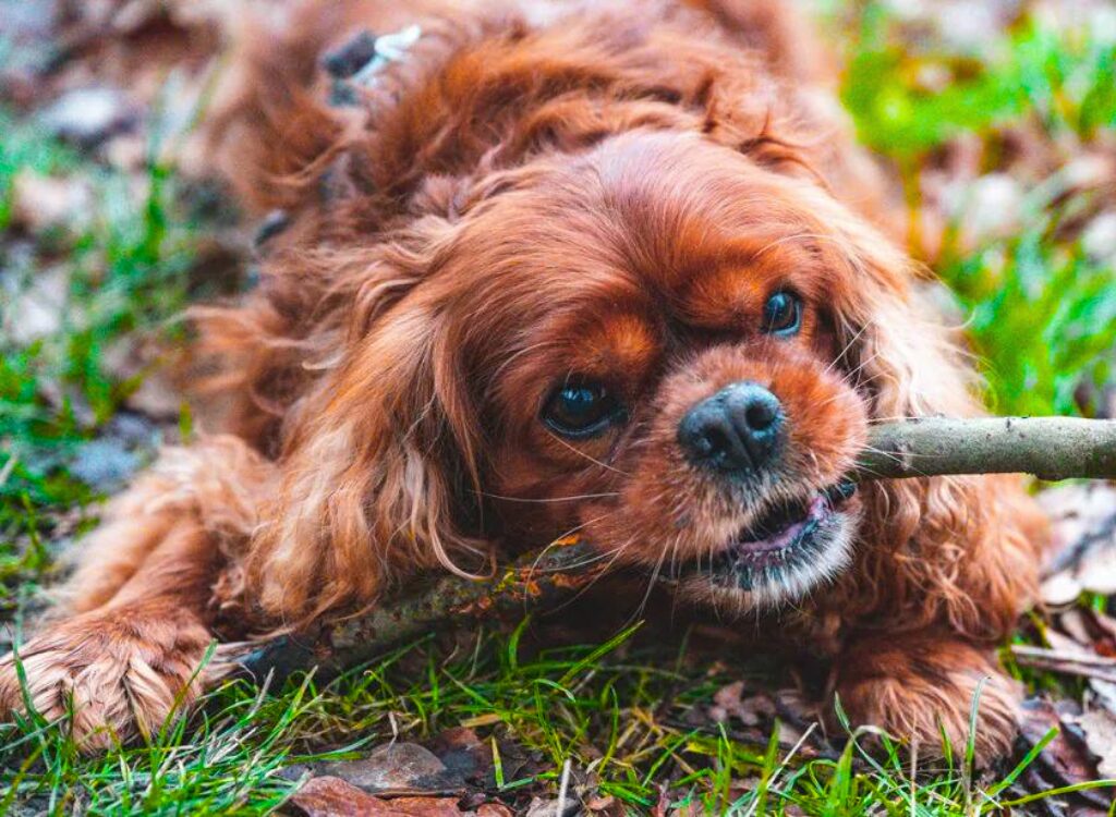 Cavalier King Charles Spaniel - un cane che mastica un bastone