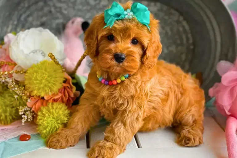 Cavapoo - un cagnolino con un fiocco verde seduto su un tavolo