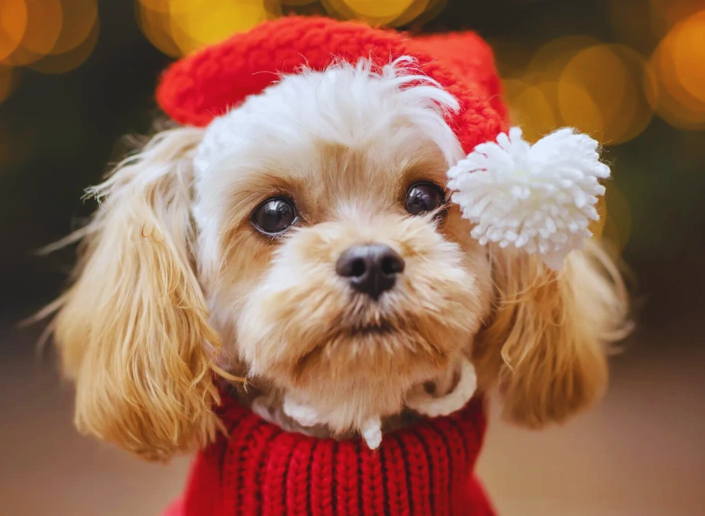 Cavapoo - un cagnolino che indossa un maglione rosso e un fiore bianco