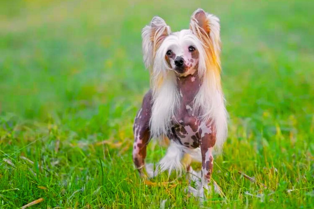 Chinese Crested Dog - un cane che corre attraverso un campo d'erba