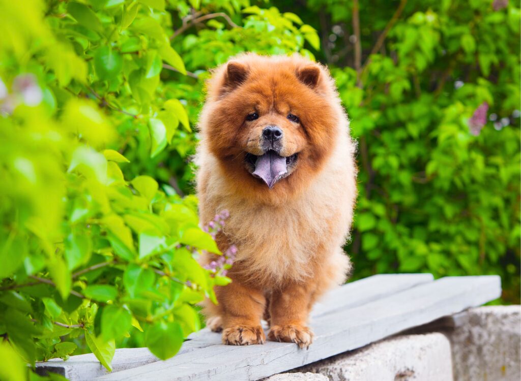 Chow Chow per cani dalla faccia piatta - un cane in piedi su una sporgenza in un giardino