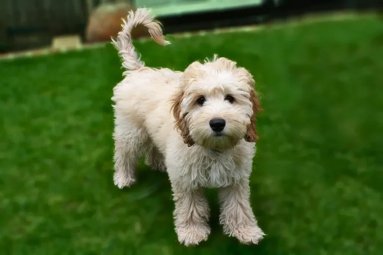 Cockapoo - un cane è in piedi sull'erba