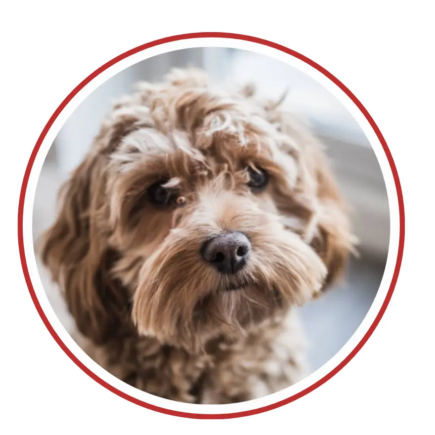 Cockapoo - una faccia di cane in un cerchio rosso su sfondo bianco