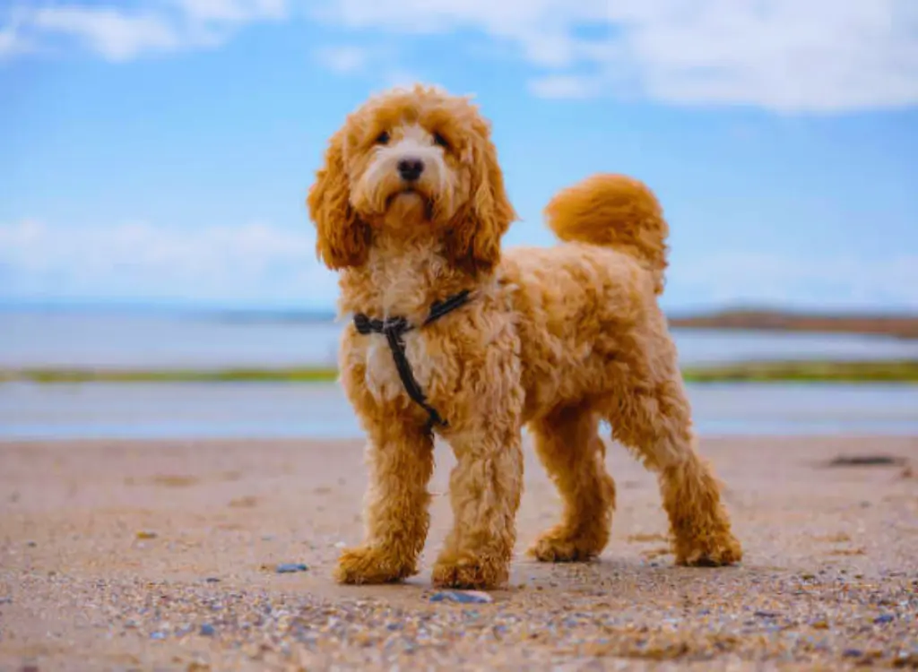 Cockapoo - un piccolo cane in piedi sulla spiaggia