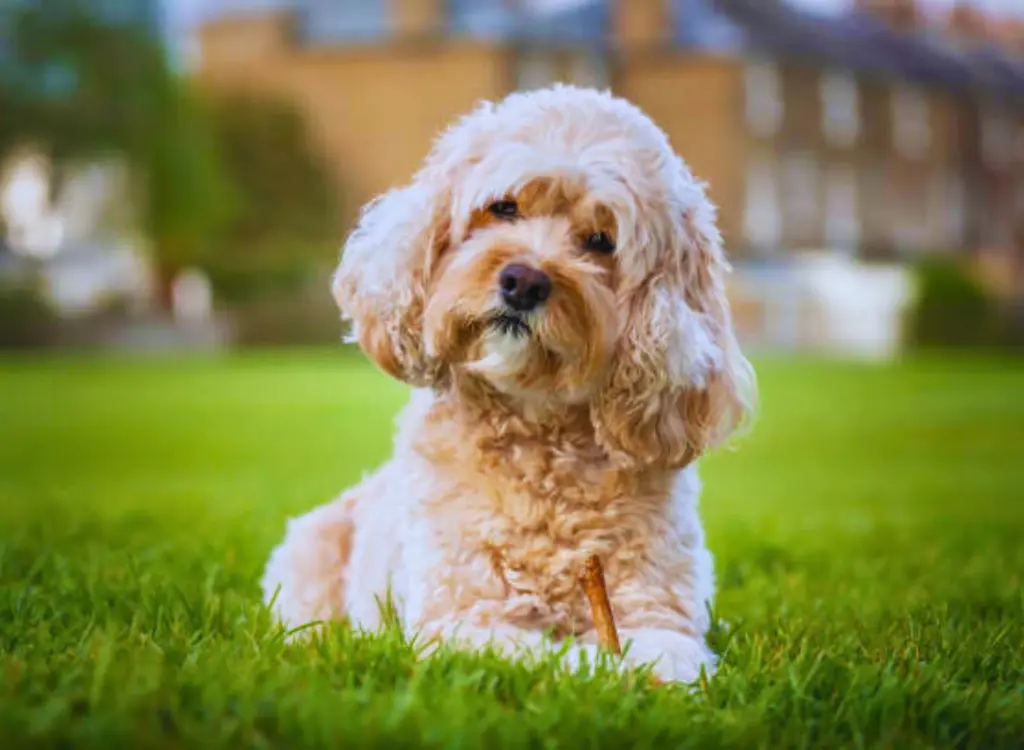 Cockapoo - un piccolo cane seduto nell'erba