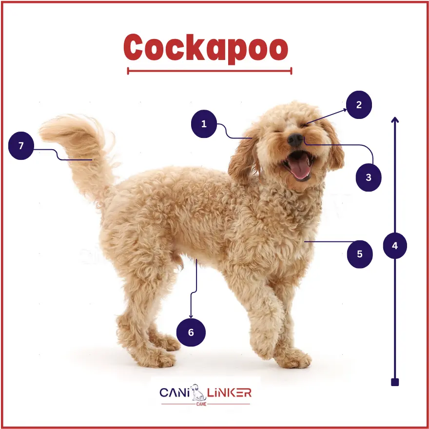 Cockapoo - spiegazione delle parti del corpo