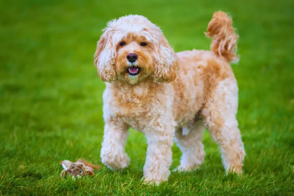 Cockapoo - un piccolo cane in piedi nell'erba