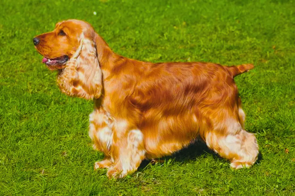 Cocker Spaniel - un cane in piedi nell'erba con la bocca aperta