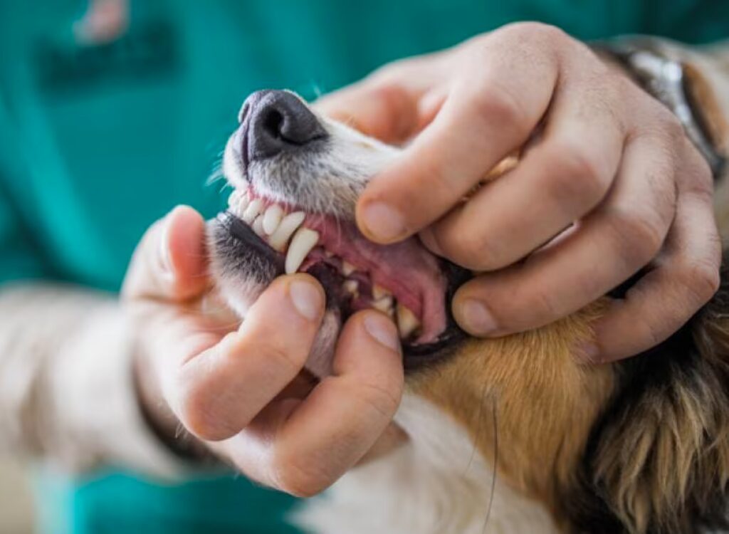 Costa la Pulizia dei Denti del Cane - un cane che si lava i denti