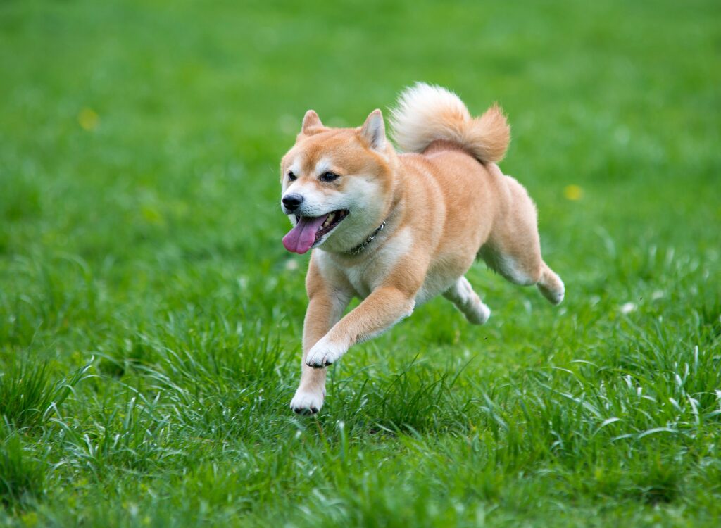 Coursing con Esche per Cani - un cane che corre attraverso un campo d'erba