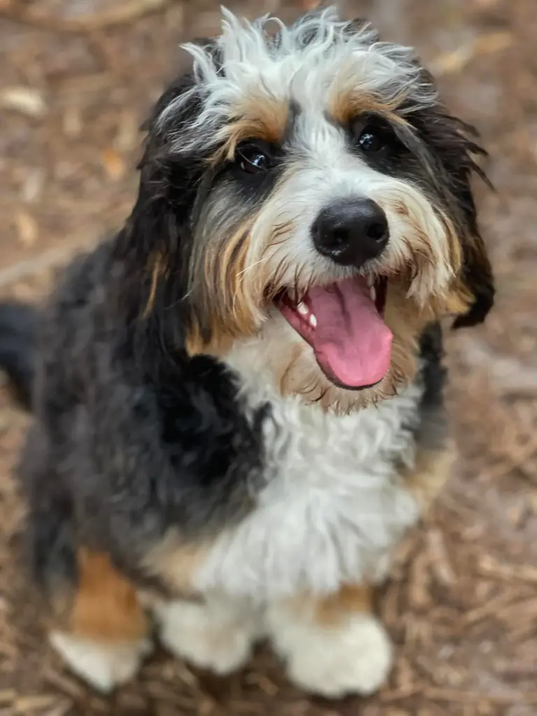 Cuccioli Bernedoodle - un cagnolino con un lungo taglio di capelli seduto a terra