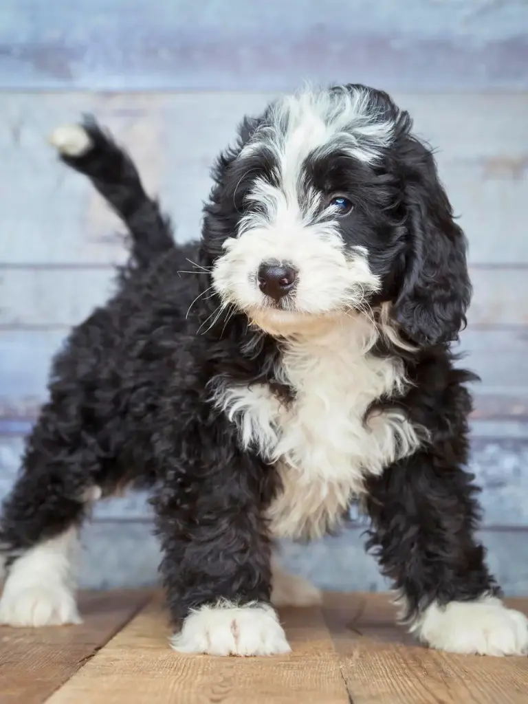 Cuccioli Bernedoodle - un cucciolo bianco e nero in piedi su un pavimento di legno