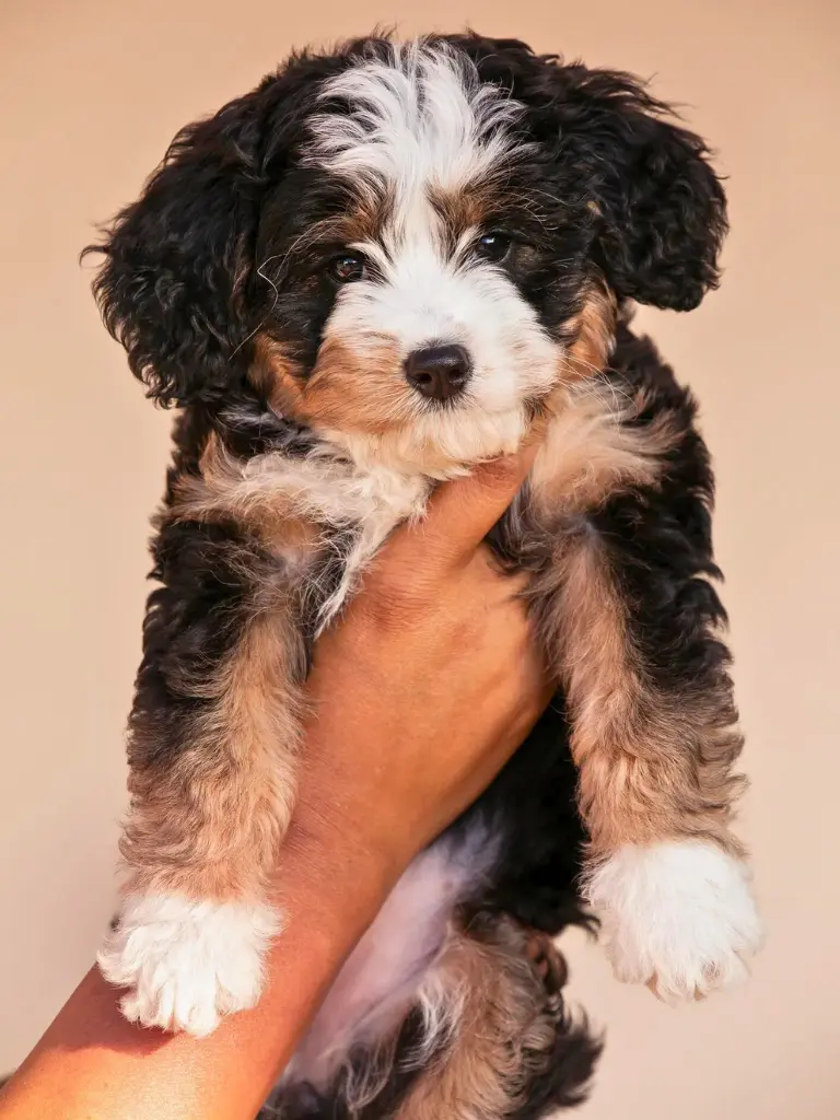 Cuccioli Bernedoodle - un piccolo cucciolo bianco e nero è tenuto nella mano di una persona