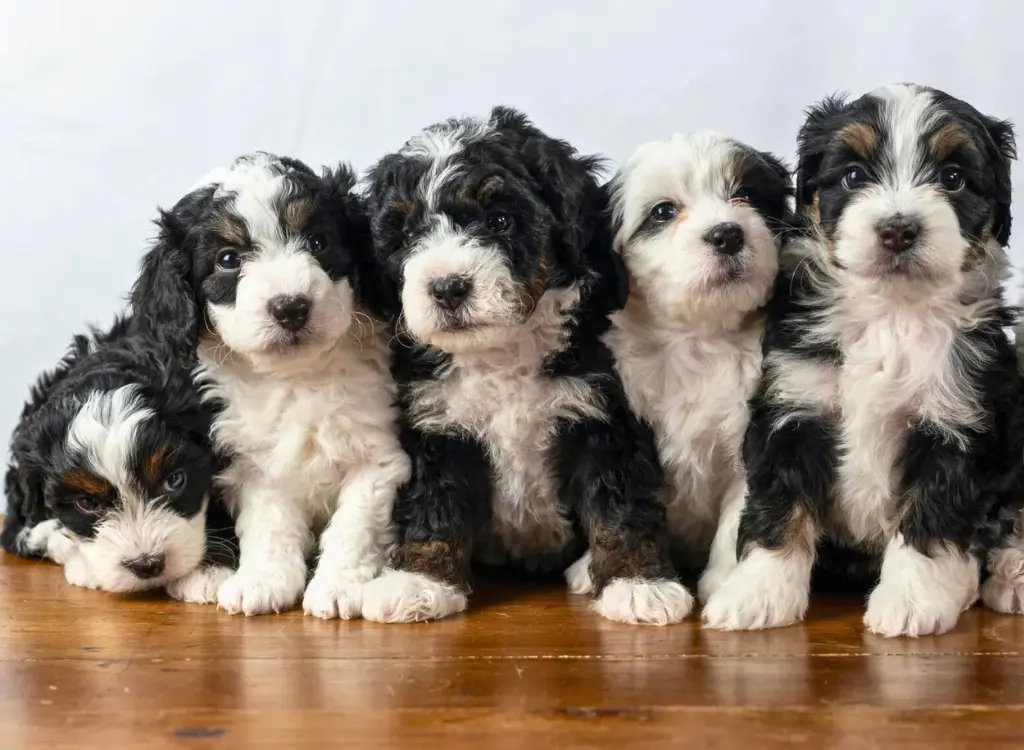 Cuccioli Bernedoodle - un gruppo di cuccioli seduti su un pavimento di legno