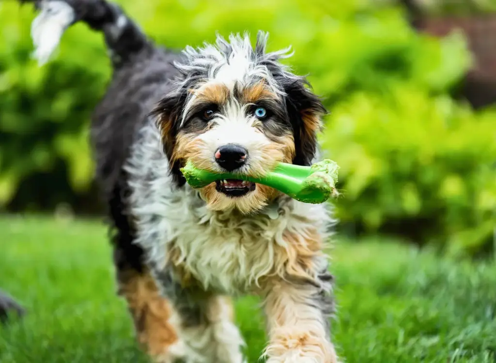 Cuccioli Bernedoodle - un cagnolino che corre nell'erba con un giocattolo in bocca