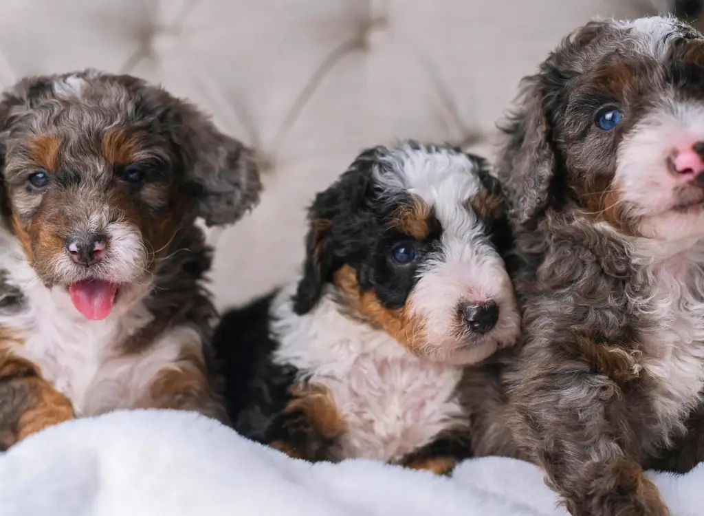 Cuccioli Bernedoodle - tre cuccioli seduti su una coperta bianca