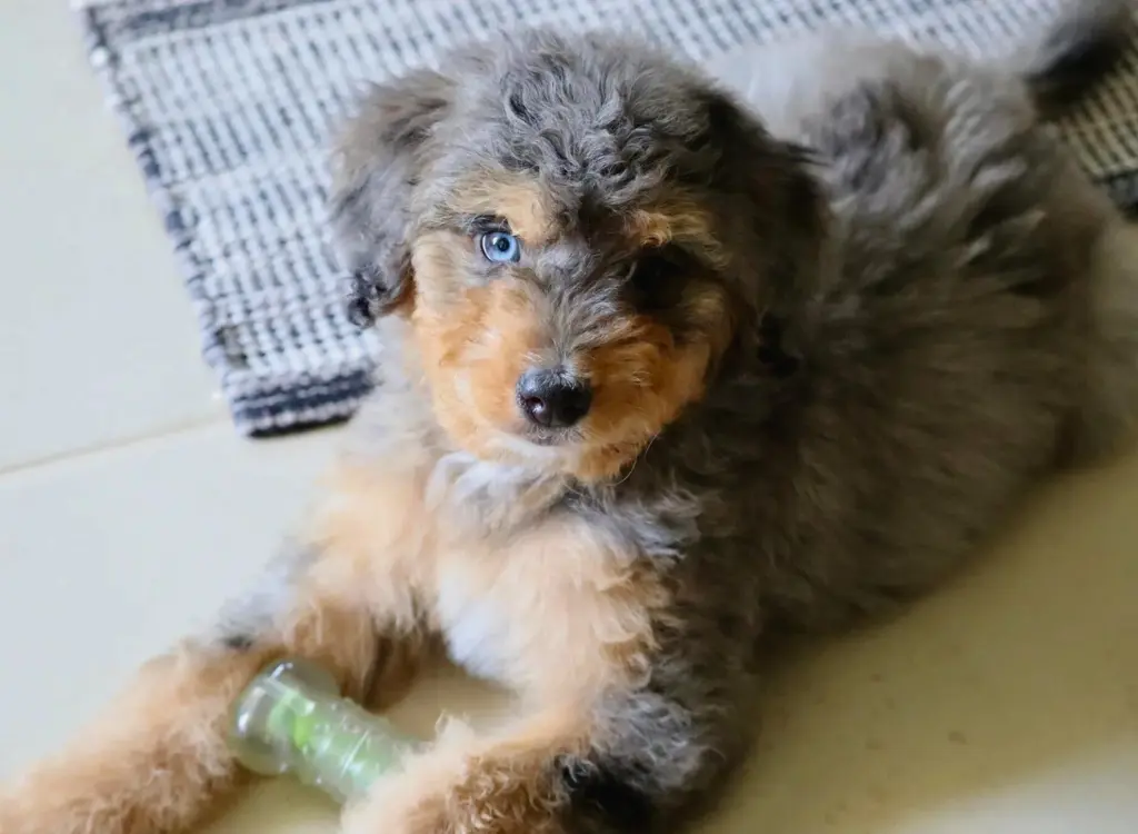 Cuccioli Bernedoodle - un cagnolino sdraiato sul pavimento con una bottiglia