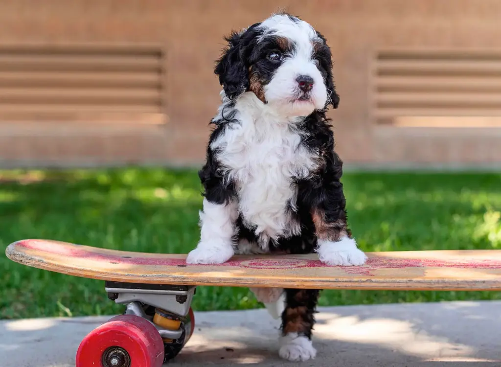 Cuccioli Bernedoodle - un cagnolino seduto su uno skateboard