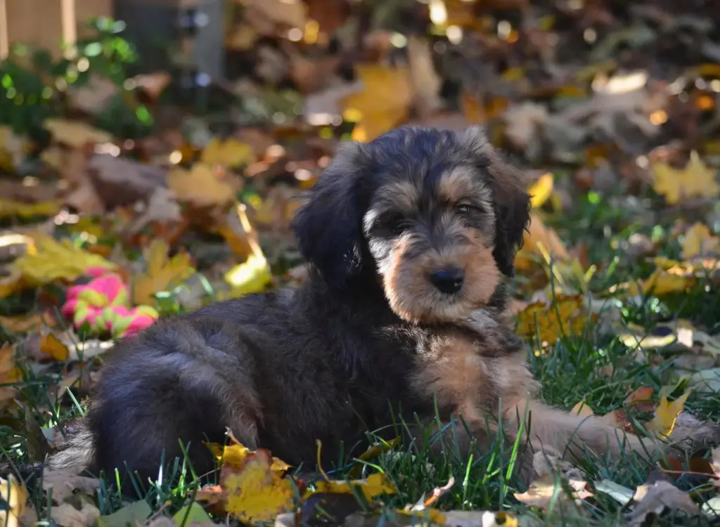 Cuccioli Bernedoodle - un cagnolino sdraiato tra le foglie