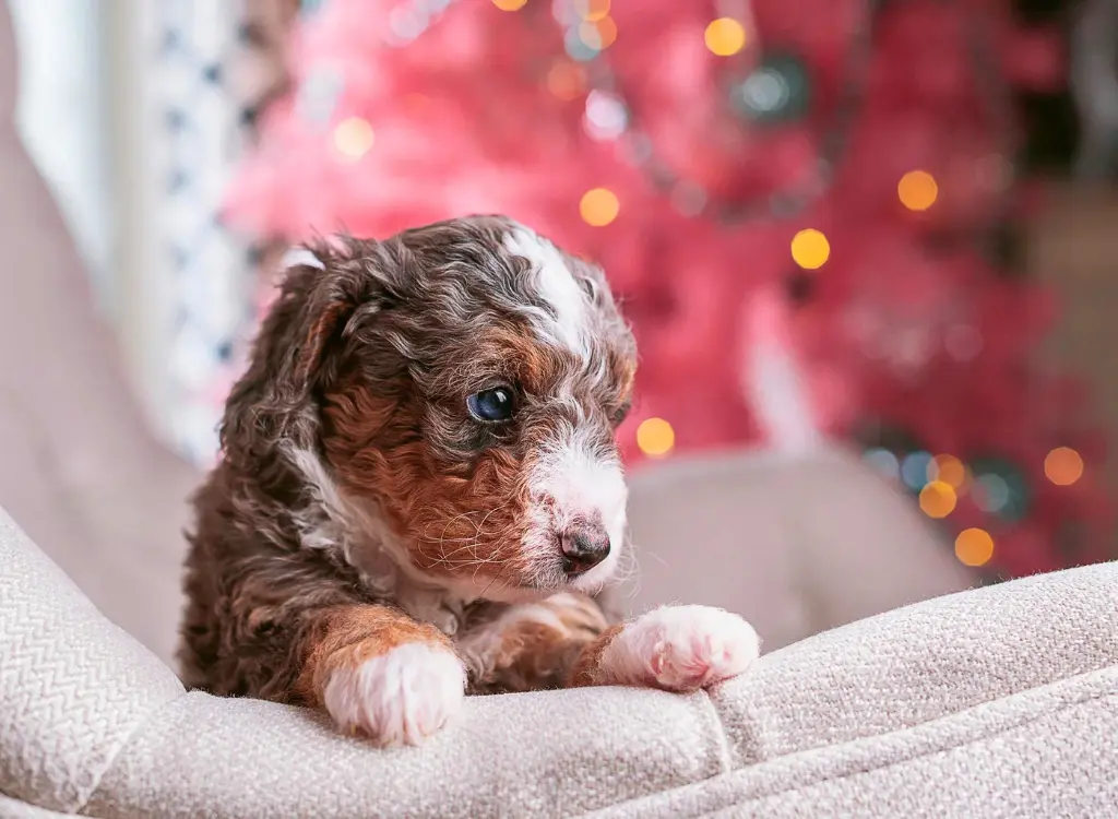 Cuccioli Bernedoodle - un piccolo cane seduto su un divano con un albero di Natale sullo sfondo