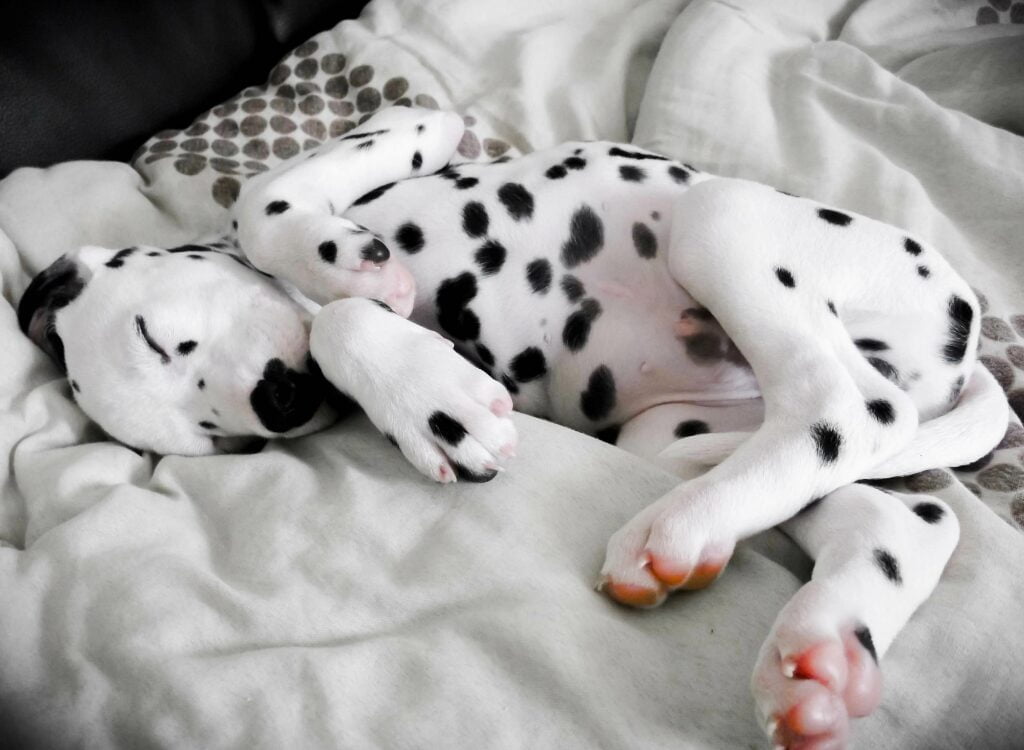 Cuccioli Dalmata - un cucciolo che dorme sopra un letto