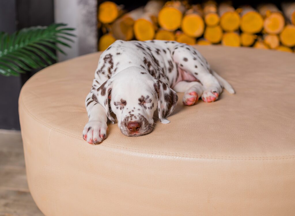 Cuccioli Dalmata - un cane sdraiato su un pouf color marrone chiaro