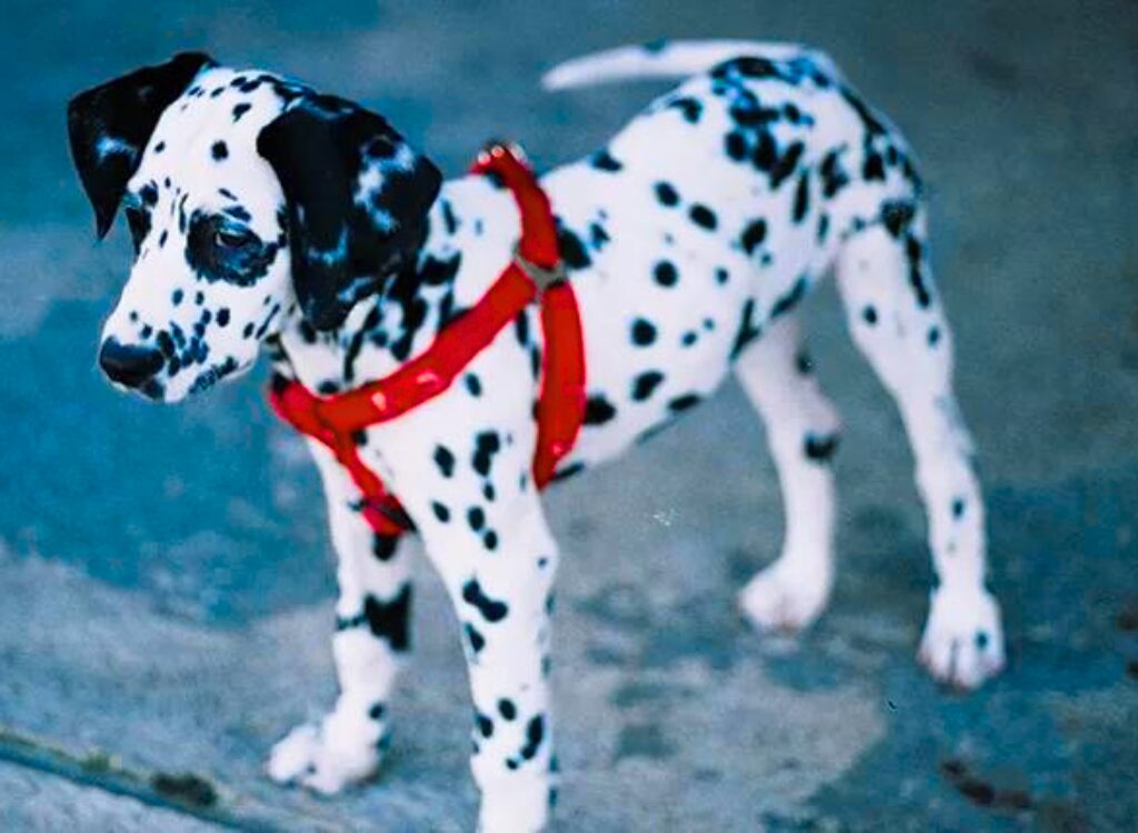 Cuccioli Dalmata - un cucciolo in piedi a terra