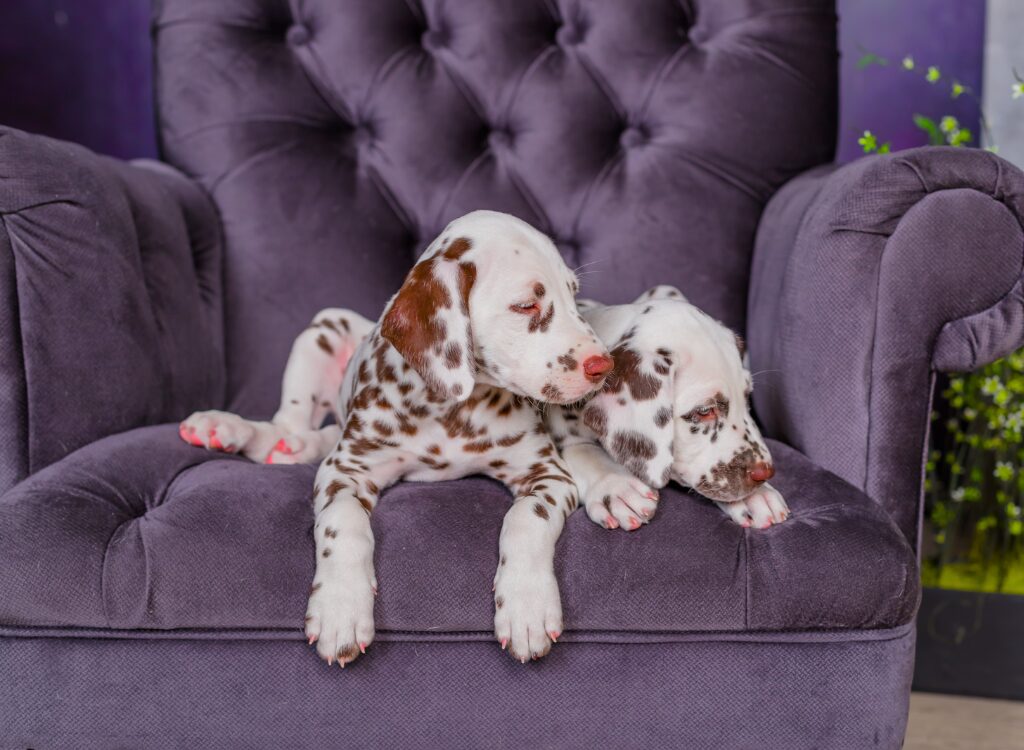 Cuccioli Dalmata - un cucciolo sdraiato su una sedia viola