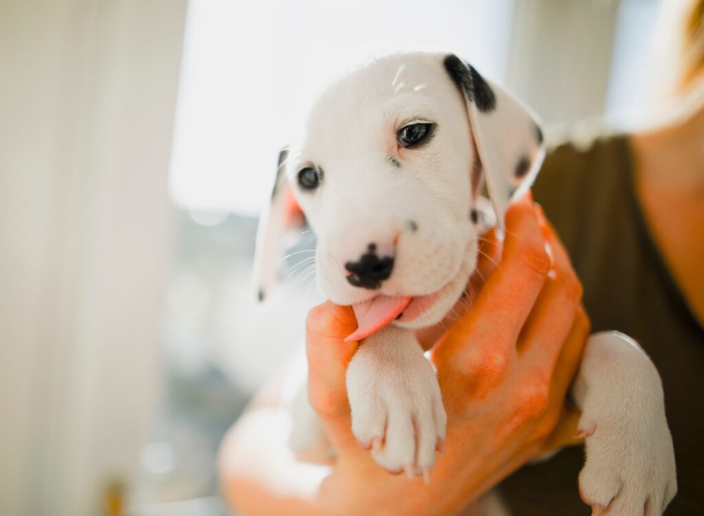 Cuccioli Dalmata - una donna che tiene in braccio un cucciolo con una carota in bocca