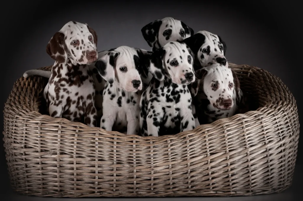 Cuccioli Dalmata - sei cuccioli seduti nel cestino