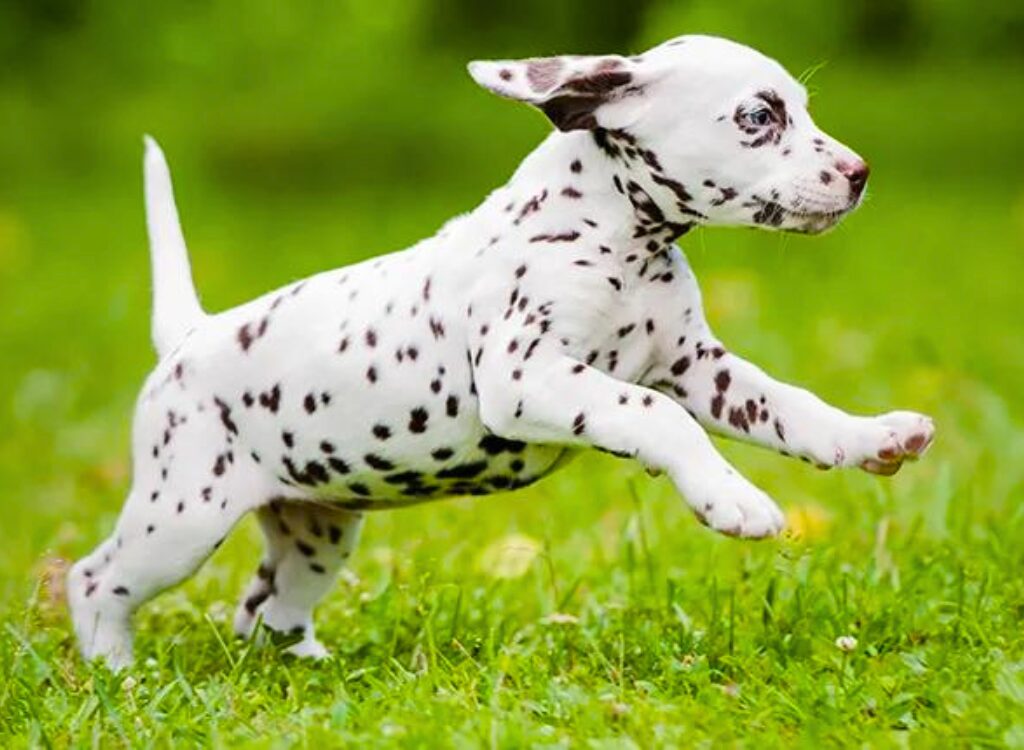 Cuccioli Dalmata - un piccolo cane che corre attraverso un campo verde lussureggiante