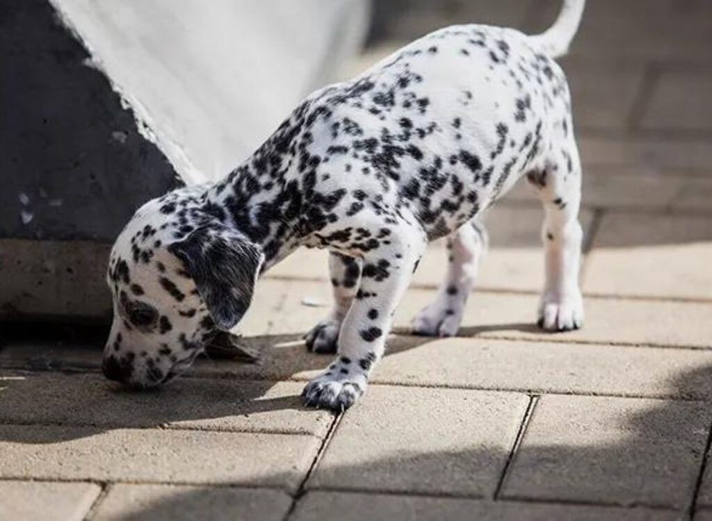 Cuccioli Dalmata - un cagnolino è in piedi a terra