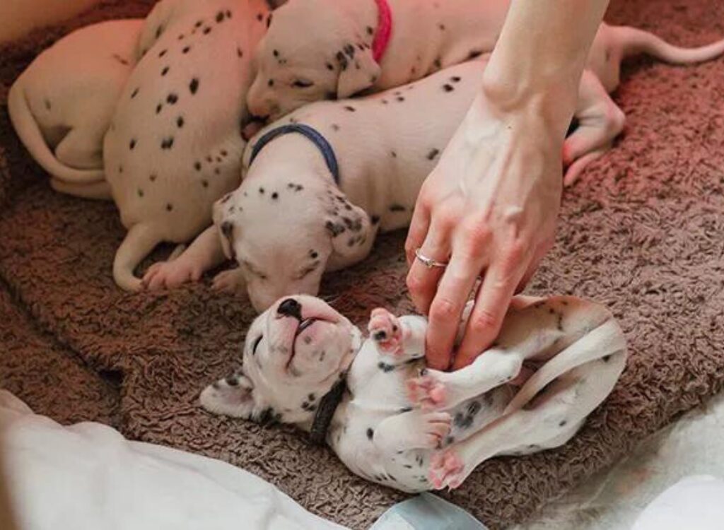 Cuccioli Dalmata - una donna sta dando da mangiare a cinque cuccioli su un letto