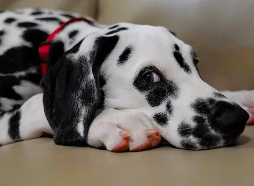 Cuccioli Dalmata - un cane sdraiato su un divano